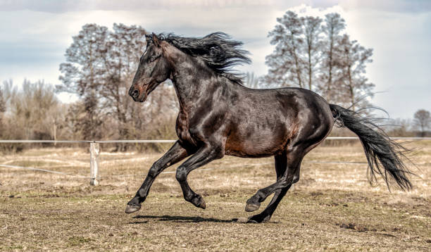 istock Beautiful Stallion Andalusian Sire 1138245576