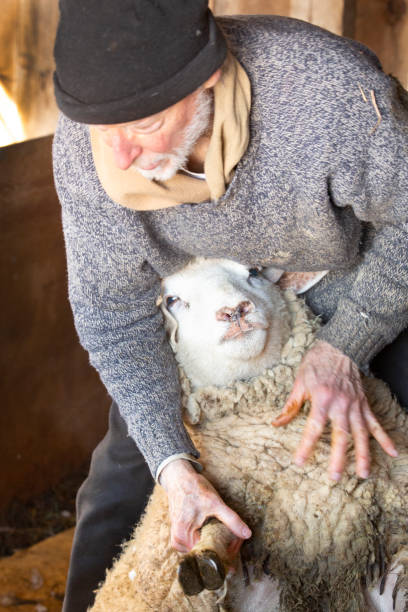 istock Professional sheep shearer wrestling with sheep in a Connecticut barn. 1138245652
