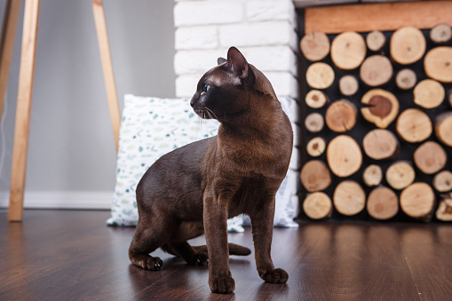 Kucing Coklat Coklat Coklat Dengan Mata Hijau Besar Di Lantai Kayu Di