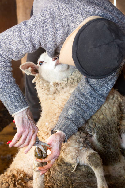 istock Professional sheep shearer trimming nails in a Connecticut barn. 1138245700