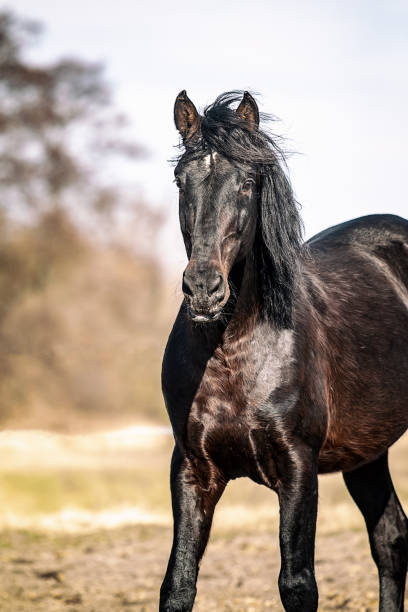 istock Beautiful Stallion Andalusian Sire 1138245901
