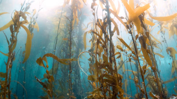 istock Kelp forests in Channel Islands, California 1138245944