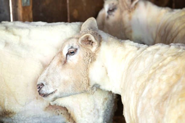istock Freshly shorn sheep in a barn in East Windsor, Connecticut. 1138245995