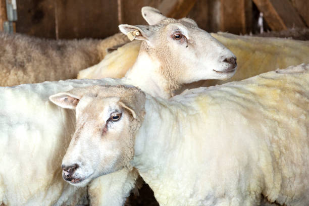istock Freshly shorn sheep in a barn in East Windsor, Connecticut. 1138246020
