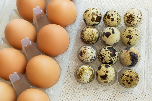 grandes huevos de pollo marrones y pequeños huevos de codorniz en envases de plástico transparentes. ingrediente alimenticio granjero. - huevo de codorniz fotografías e imágenes de stock