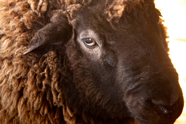 istock Brown wooly sheep in a barn in East Windsor, Connecticut. 1138246183