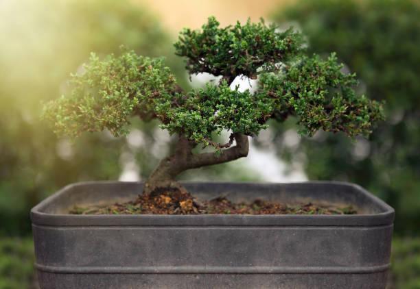 istock bonsai - an ornamental tree or shrub grown in a pot 1138246217