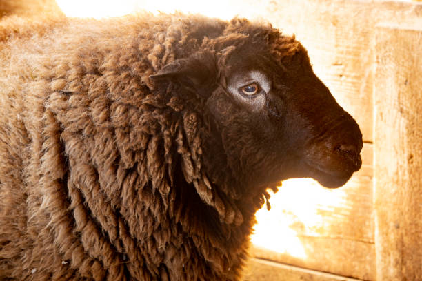 istock Brown wooly sheep in a barn in East Windsor, Connecticut. 1138246771