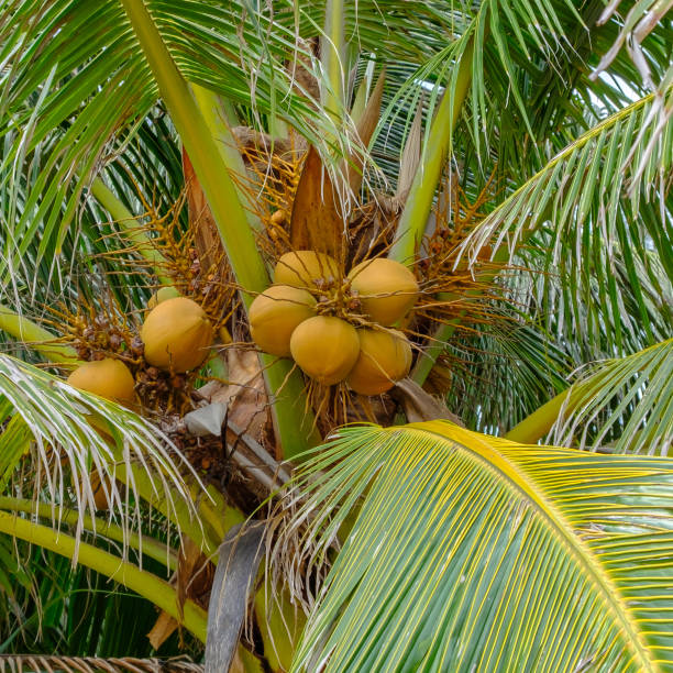 istock Bunch of brown coconuts on a coconut palm. 1138248472