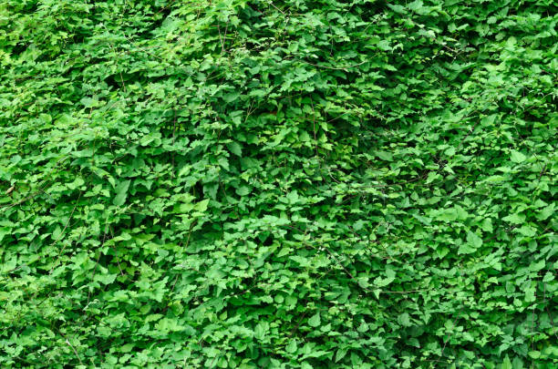 istock Green Leaves Plant Background 1138248696