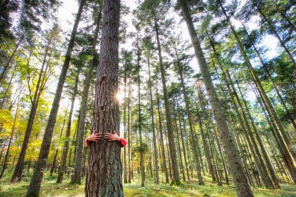 un homme étreignant un arbre - lone tree photos et images de collection