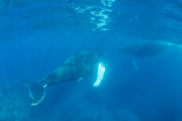 istock Humpback Whales in Clear, Blue Seas 1138250331
