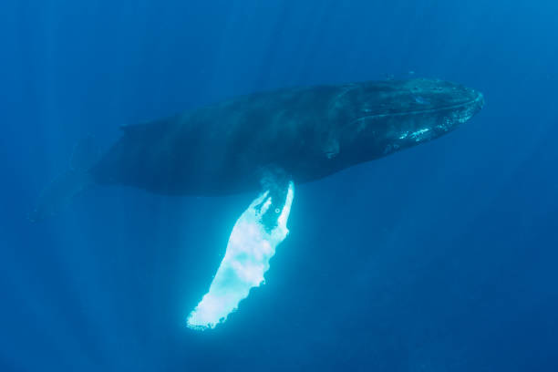 istock Humpback Whale Rising in the Caribbean Sea 1138250417