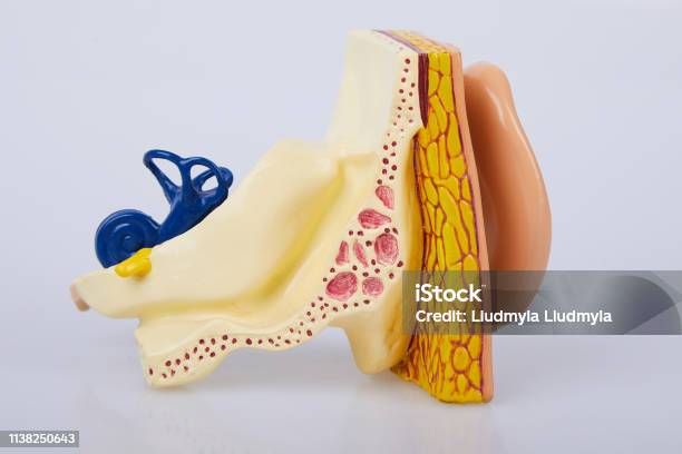 Human Ear Model Isolated Stock Photo - Download Image Now - AIDS ...