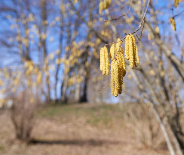 Close-up of catkins in the sun