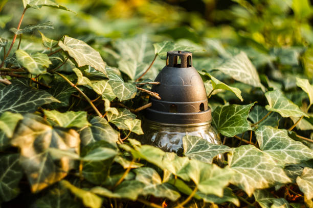 Ritual Candle Lantern in Dense Thickets of Ivy. Glyph of Prayer of Usobshim