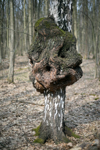The painful degeneration of a birch tree trunk in the form of an ugly growth symbolizes a malignant disease of the human body - a cancer, which is death
