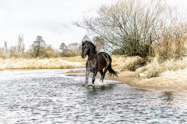 istock Beautiful Stallion Andalusian Sire 1138252434