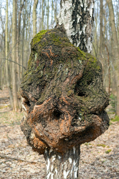 The painful degeneration of a birch tree trunk in the form of an ugly growth symbolizes a malignant disease of the human body - a cancer, which is death