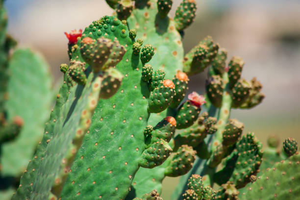 istock Wild cactus with flowers in the nature 1138252580