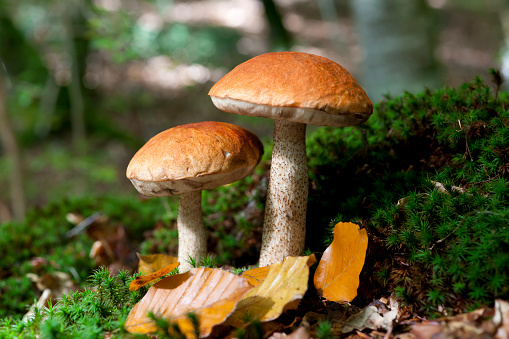 Mushroom in the forest.  (hongo, seta, Krombholziella quercina)