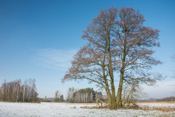 istock Big tree in the meadow, snow and blue sky 1138253419