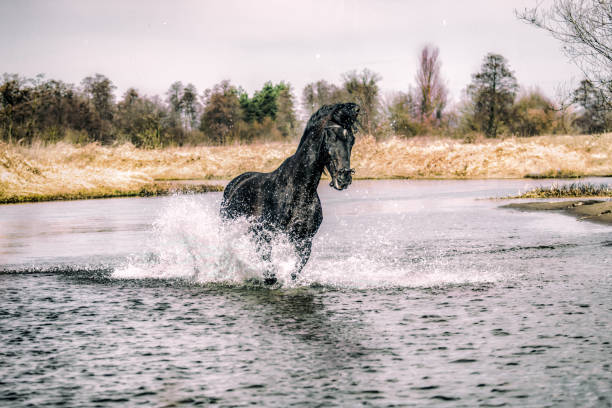istock Beautiful Stallion Andalusian Sire 1138253693