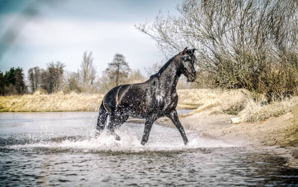 istock Beautiful Stallion Andalusian Sire 1138254787