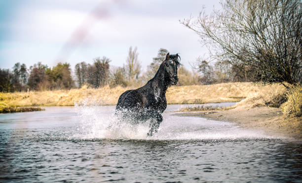 istock Beautiful Stallion Andalusian Sire 1138254788