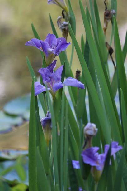 istock Irises purple flowers with green leaf beside a pond 1138254895