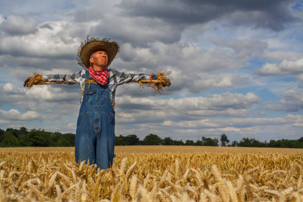 istock Man dressed as a scarecrow in a wheatfield 1138254944