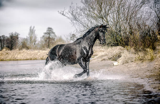 istock Beautiful Stallion Andalusian Sire 1138255114