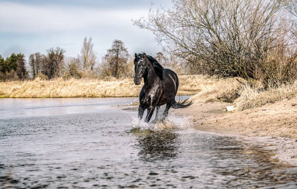 istock Beautiful Stallion Andalusian Sire 1138256029