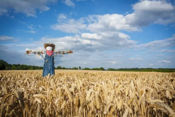 Photo of Scarecrow in a Wheatfield