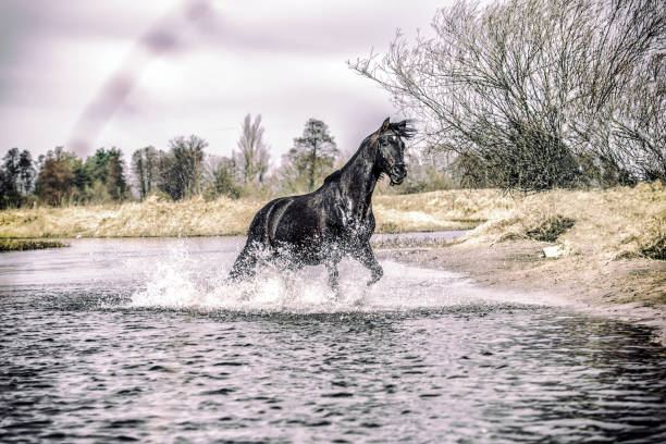 istock Beautiful Stallion Andalusian Sire 1138256157