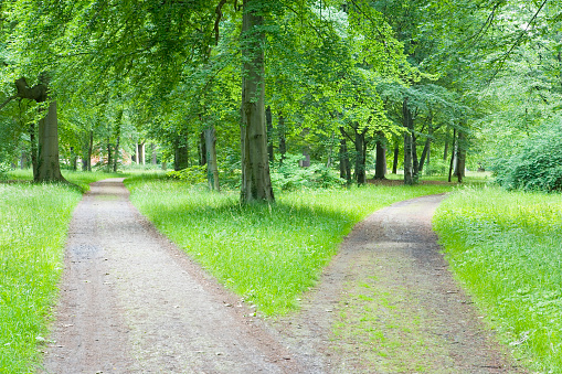 Fork in pathway through a wood