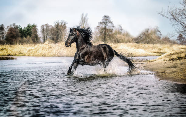 istock Beautiful Stallion Andalusian Sire 1138256402