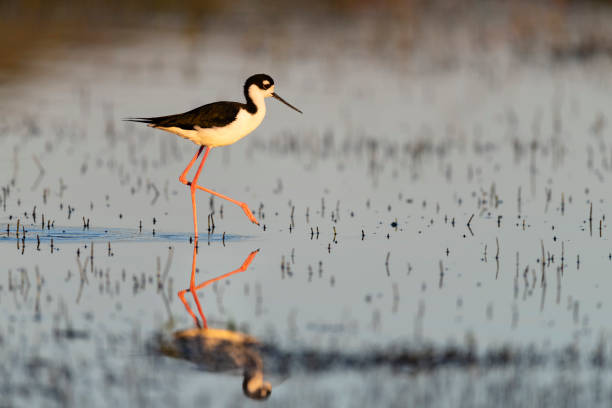 istock Black-necked stilt, himantopus mexicanus, walking 1138256501