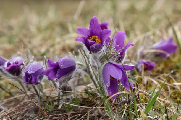 Spring lila flowers. Pulsatilla vulgaris flowering plant, common pasque flower, European pasqueflower.