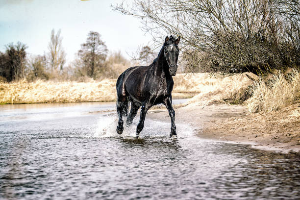 istock Beautiful Stallion Andalusian Sire 1138256597