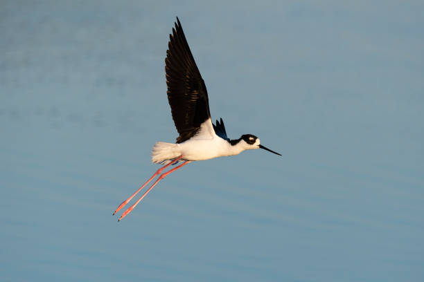 istock Black-necked stilt, himantopus mexicanus, in flight 1138256614