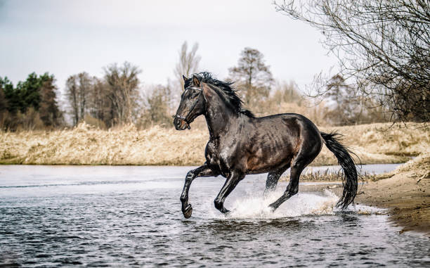 istock Beautiful Stallion Andalusian Sire 1138257420
