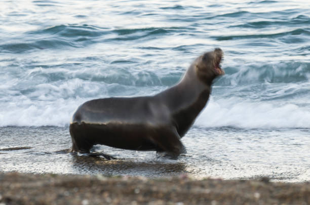 istock Sea Lion pup 1138257662