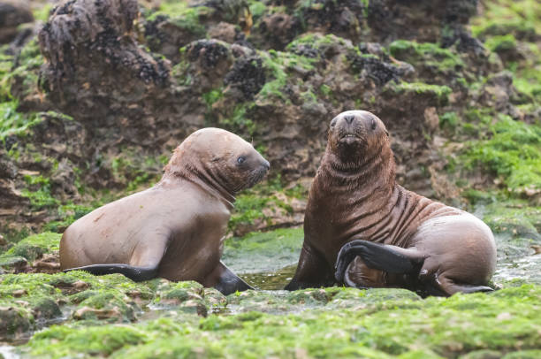 istock Sea Lion pup 1138257697