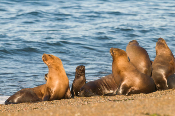 istock Sea Lion female 1138257855