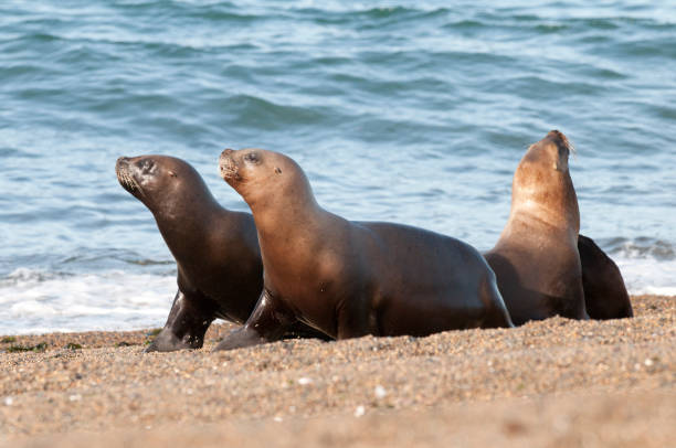 istock Sea Lion pup 1138259042