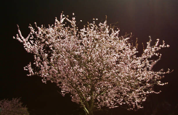 Blossoming cherry tree in the night under the light of a lamppost