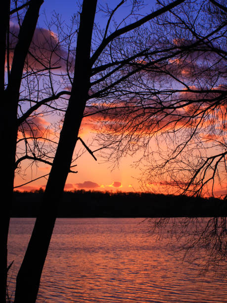 sunset through the vegetation at the water's edge - uncultivated meteorology weather sea imagens e fotografias de stock