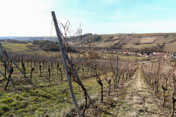 istock Vineyards. Vineyards in the winter in Germany. 1138262982