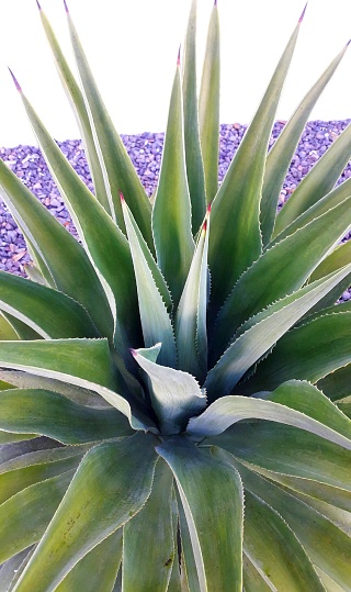 Agave or maguey plant